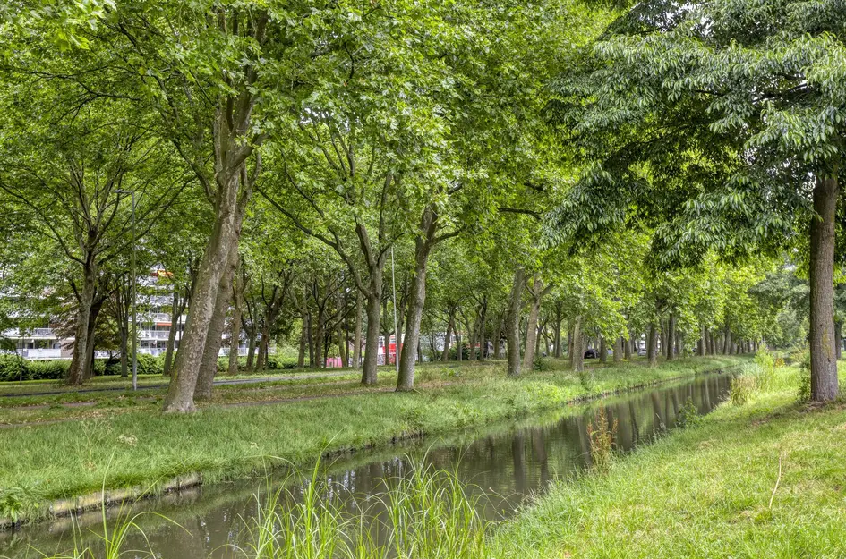 Zomerdoorn 24