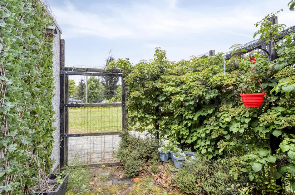 Zomerdoorn 24