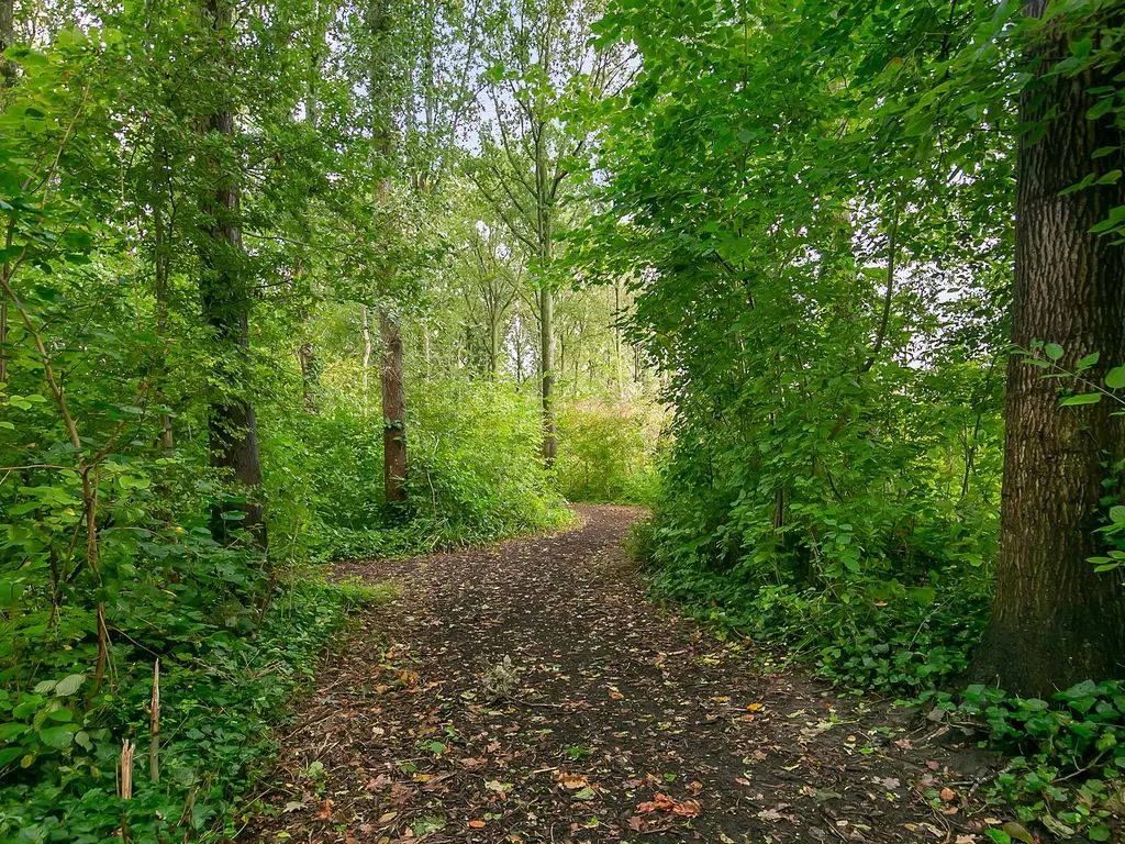 Striene, Tholen
