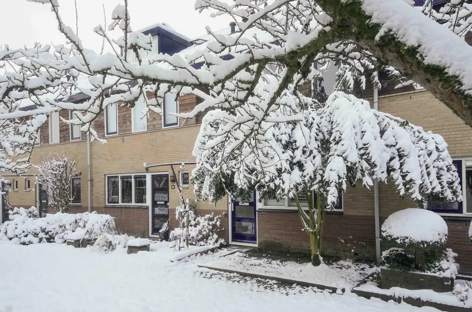 Brabantse Bellefleur 11