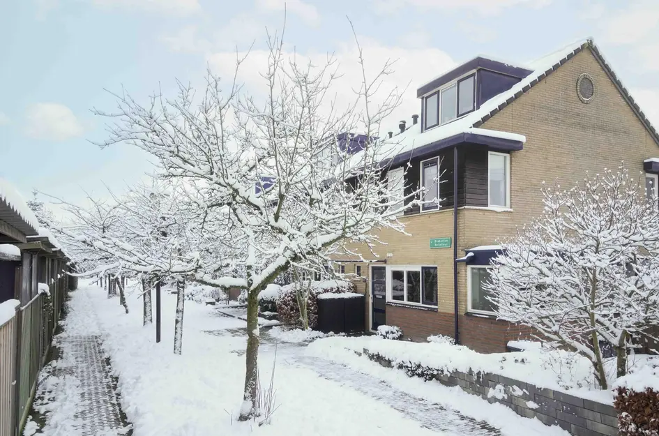 Brabantse Bellefleur 11