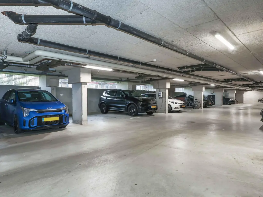 Meerval , AMERSFOORT