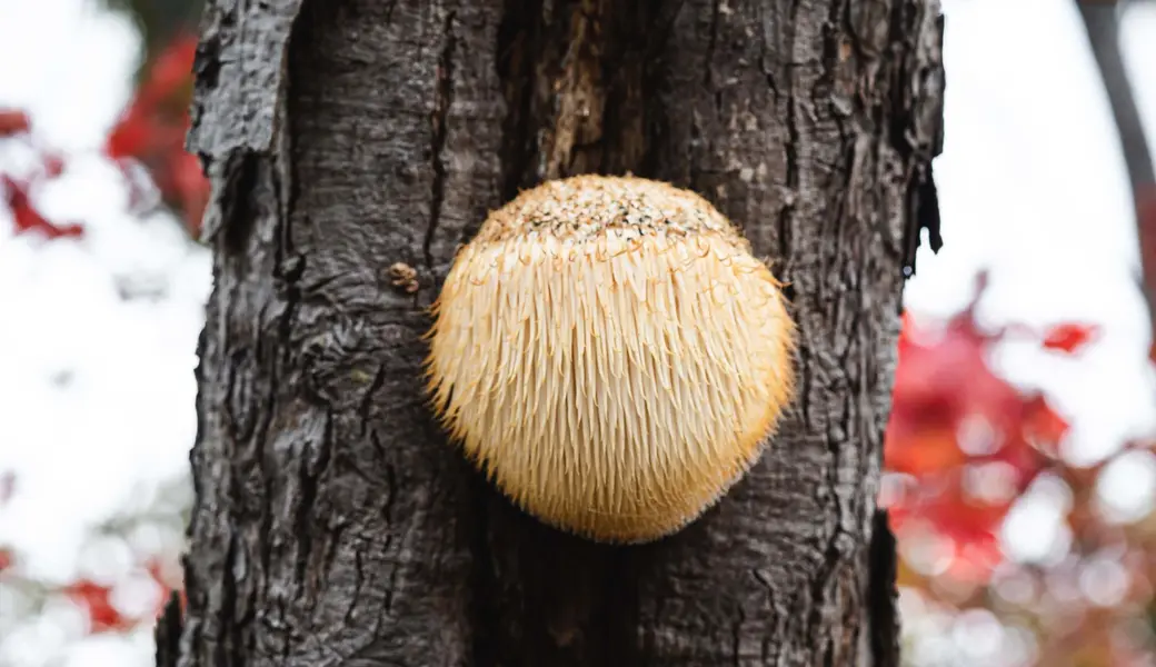 Un estudio reciente revela efectos positivos de Lion's Mane en el cerebro y la memoria