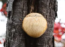 Un estudio reciente revela efectos positivos de Lion's Mane en el cerebro y la memoria
