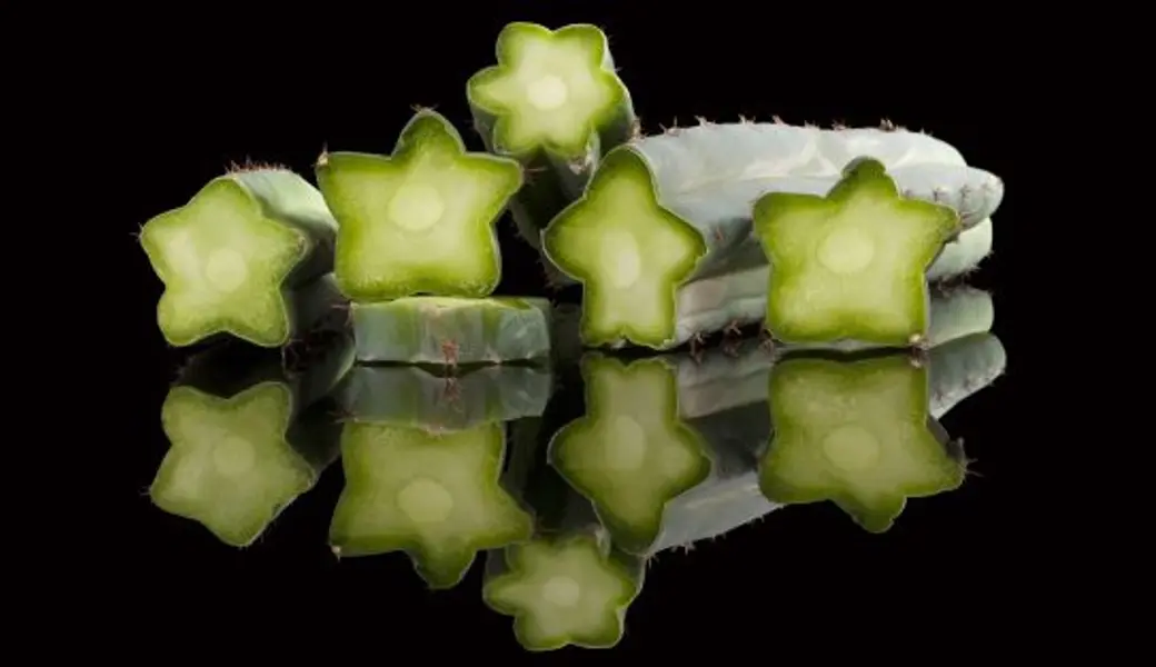 San Pedro microdoseren: ervaringen van een ervaren microdoseerder