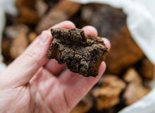 Chaga: what is it, what does it do and what are its benefits?