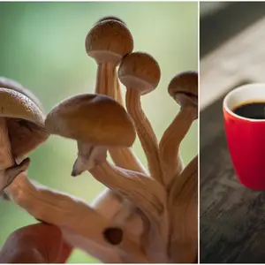 Microdosing en koffie (cafeïne): wel of geen goed idee?