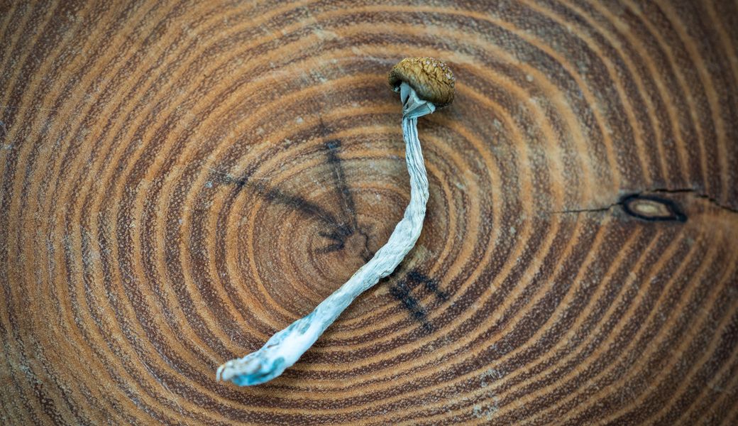 Herfst en paddenstoelenextracten van Foodsporen: natuurlijke energie, balans en weerstand