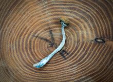 Herfst en paddenstoelenextracten van Foodsporen: natuurlijke energie, balans en weerstand