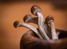 Research: Truffles or magic mushrooms for microdosing - what’s the difference?