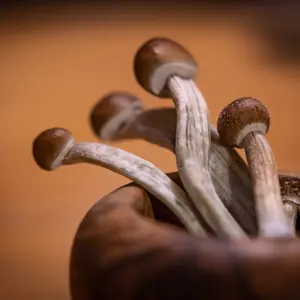 Research: Truffles or magic mushrooms for microdosing - what’s the difference?