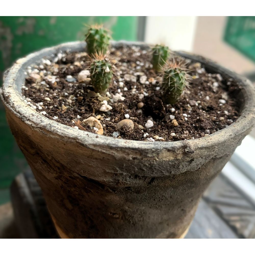 Microdose - San Pedro cactus Kweekset 'Trichoceureus Pachanoi'
