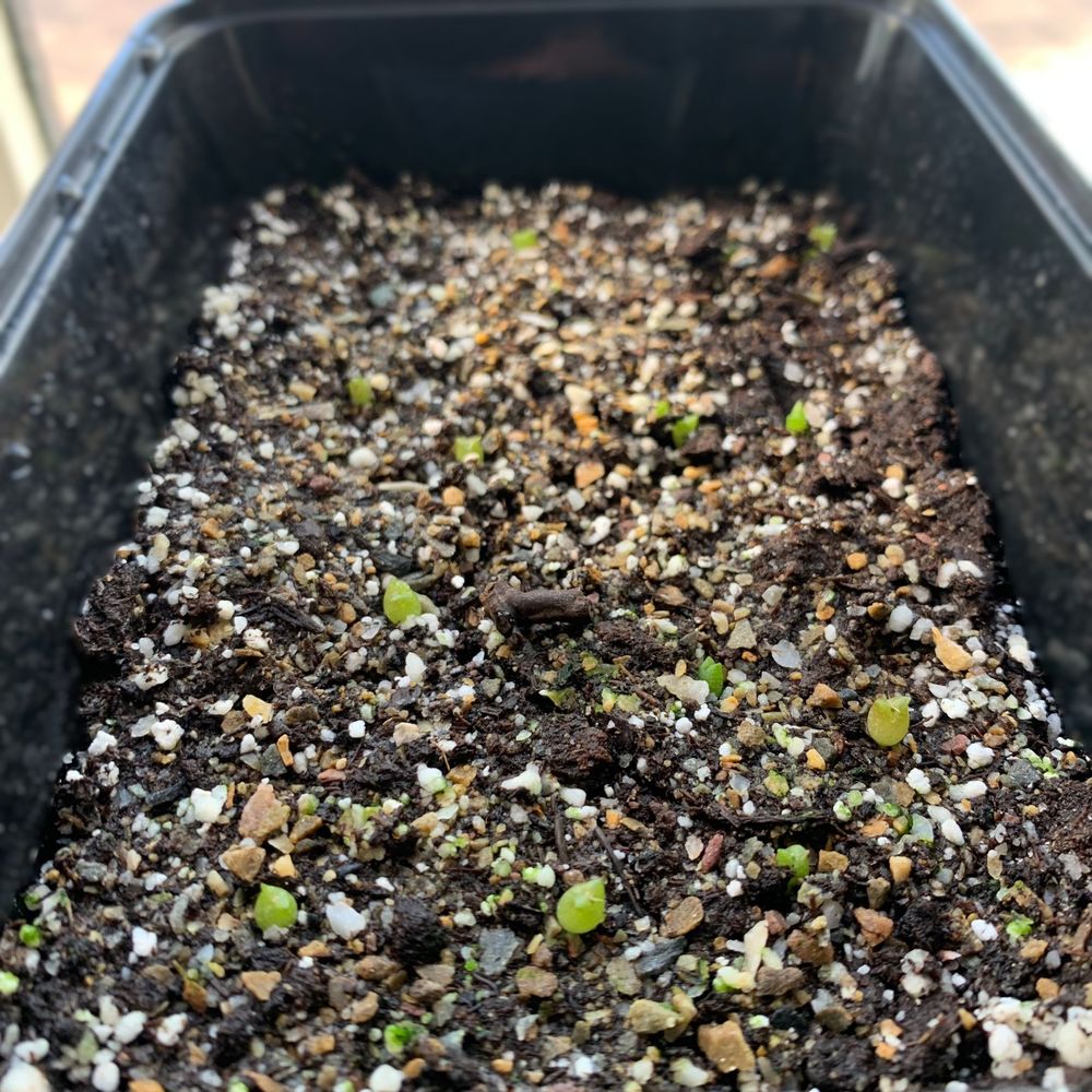 Microdose - San Pedro cactus Kweekset 'Trichoceureus Pachanoi'