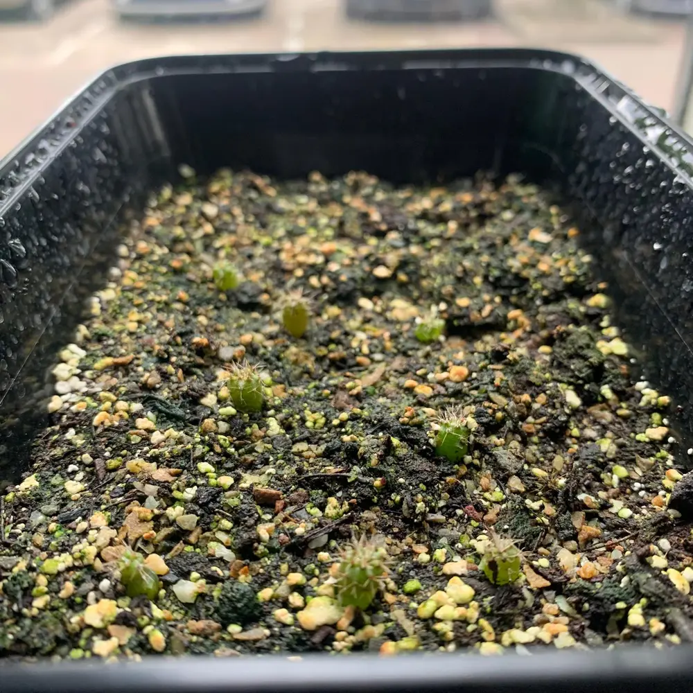 Microdose - San Pedro cactus Growkit 'Trichoceureus Pachanoi'