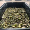 Microdose - San Pedro cactus Growkit 'Trichoceureus Pachanoi'