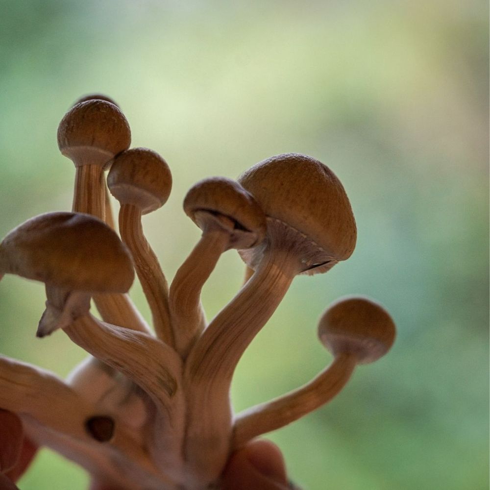 Microdose - McKennaii Growkit