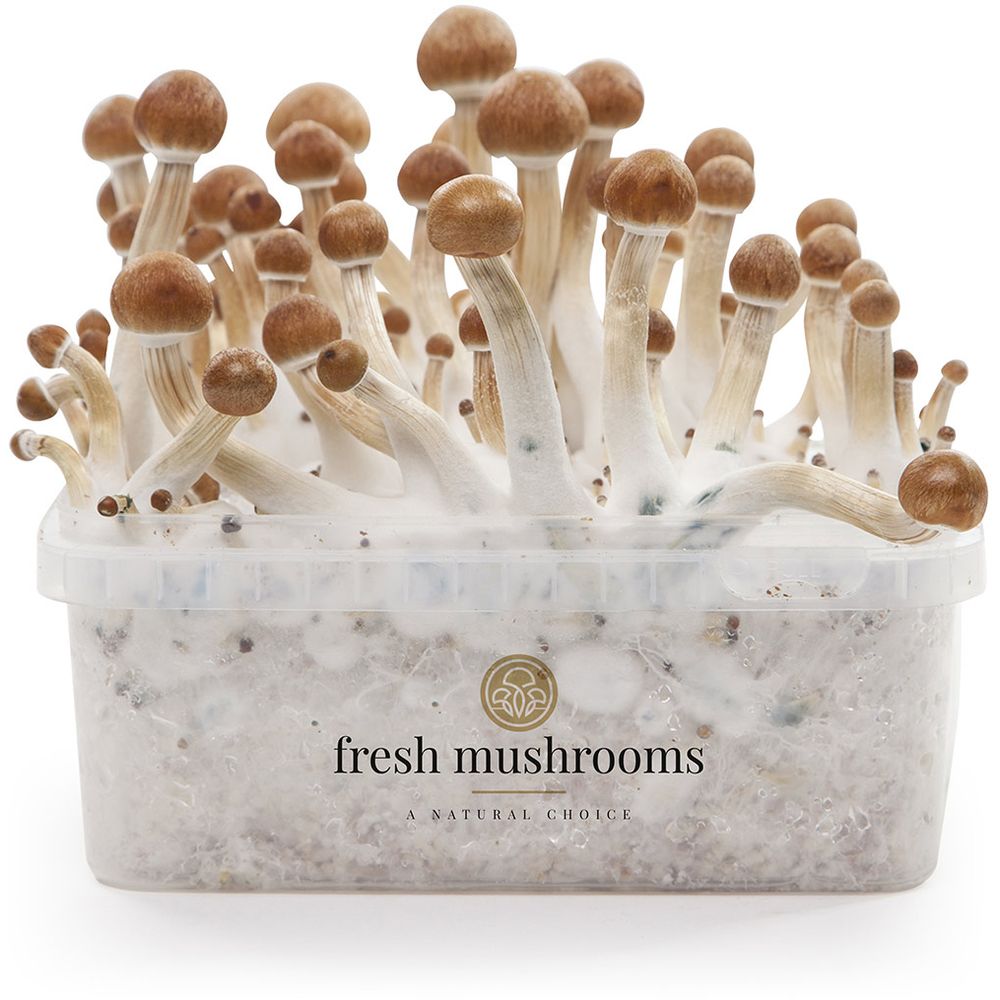 Microdose - B+ Magic Mushroom Growkit (Ready-to-Grow)