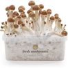 Microdose - B+ Magic Mushroom Growkit (Ready-to-Grow)