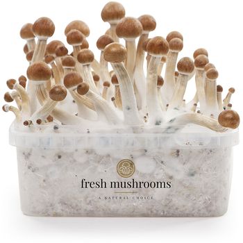 Microdose - B+ Magic Mushroom Growkit (Ready-to-Grow)