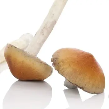 Microdose - Toolkit ‘Magic Mushrooms’ 