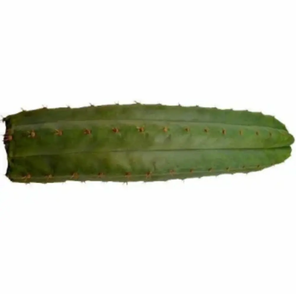 Microdose - 'San Pedro Cactus' Toolkit