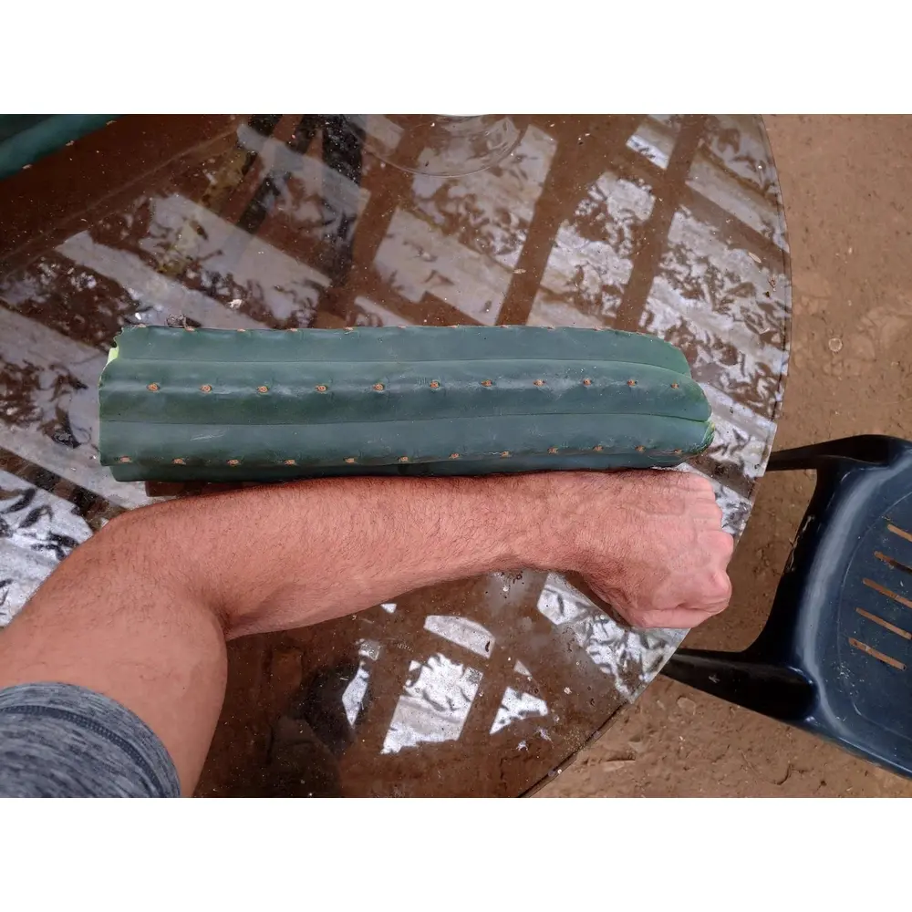 Microdose - San Pedro cactus (1 cut) 25 to 30 cm