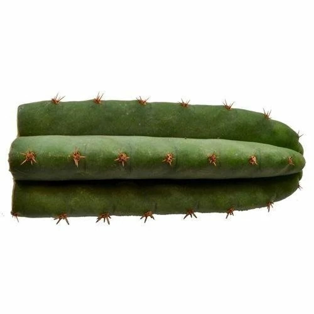 Microdose - San Pedro cactus (1 cut) 25 to 30 cm