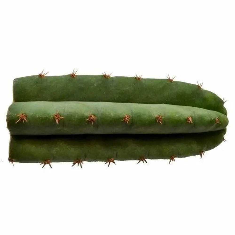 Microdose - San Pedro cactus (1 cut) 25 to 30 cm
