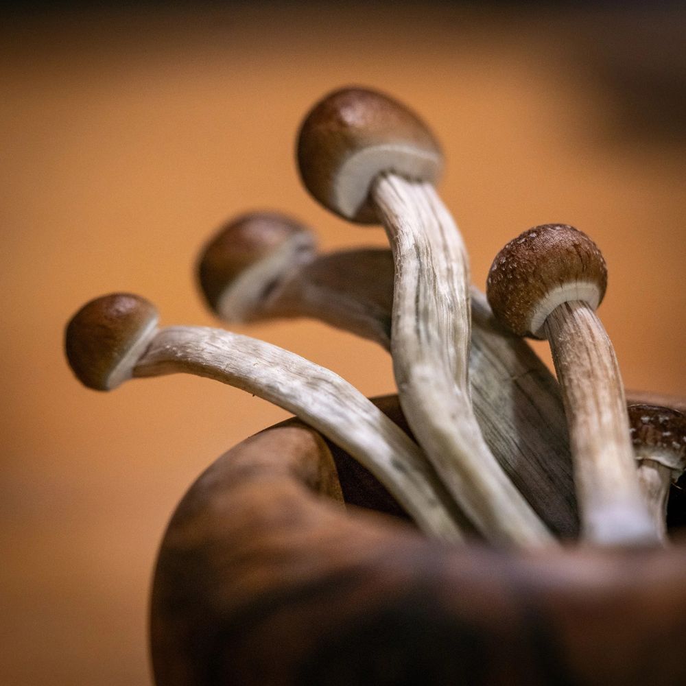 Microdose - 'Magic Mushrooms' Grow kit 