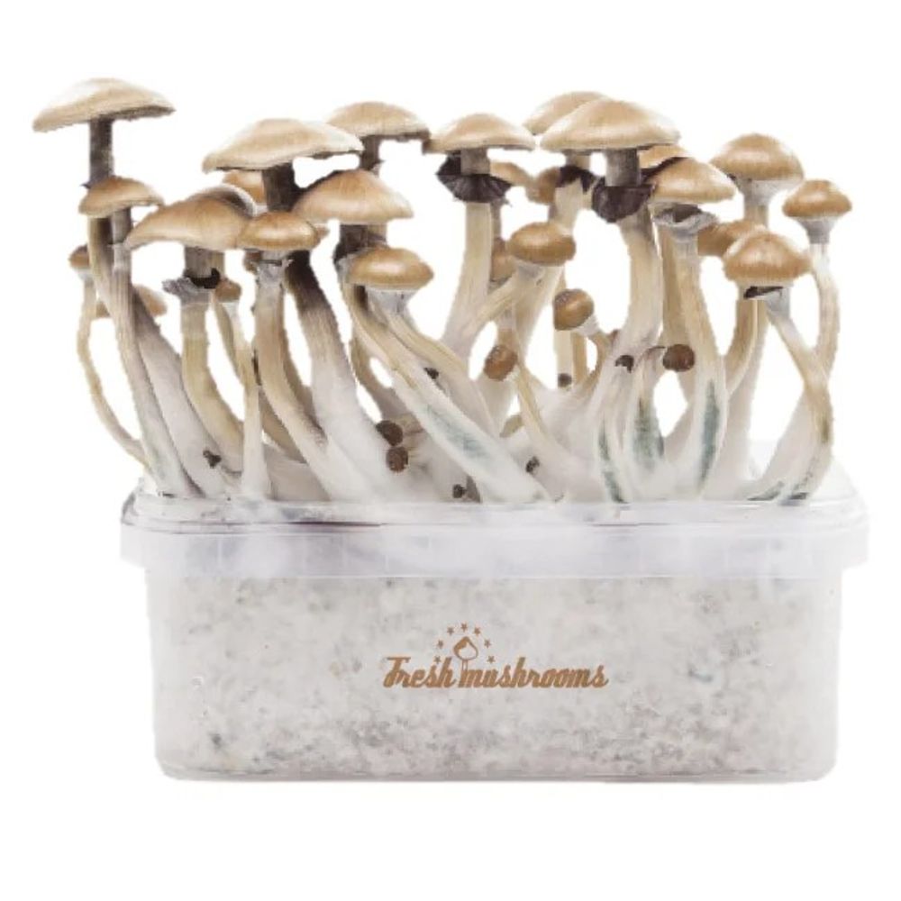 Microdose - 'Magic Mushrooms' Grow kit 