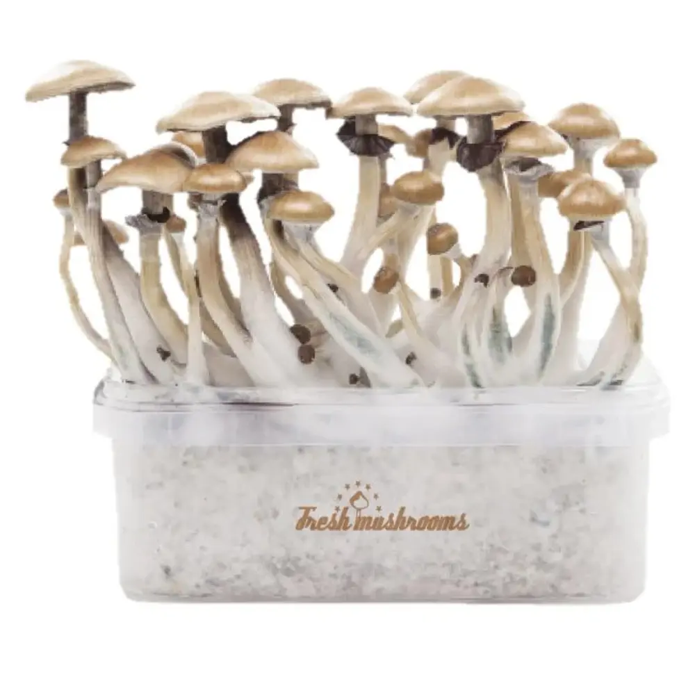 Microdose - Magic Mushrooms Grow kit 