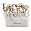 Microdose - 'Magic Mushrooms' Grow kit 