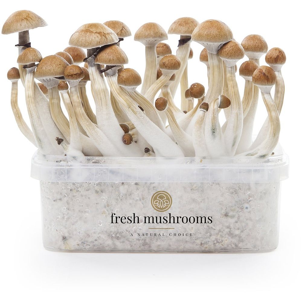 Microdose - Golden Teachers Grow kit 