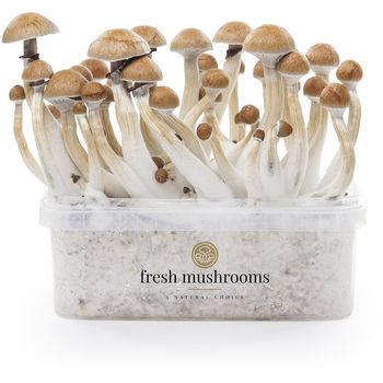 Microdose - Golden Teachers Grow kit 