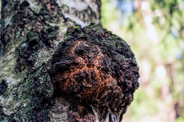 chaga op berkenboom