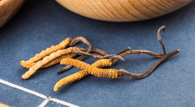 Cordyceps mushrooms