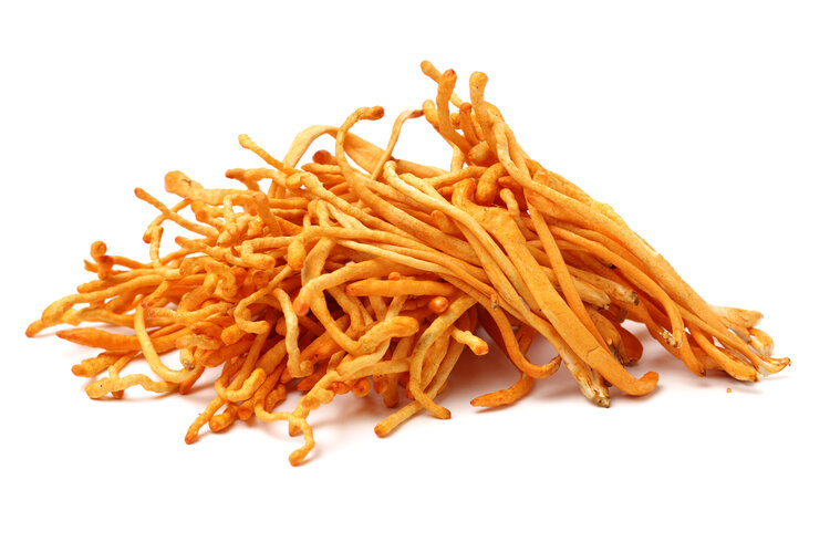 cordyceps mushroom