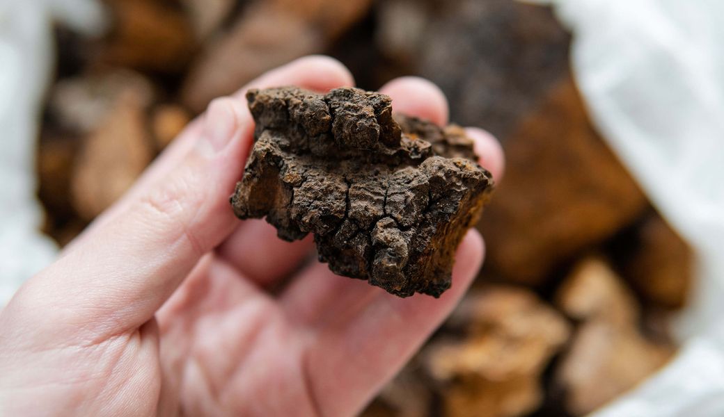 Chaga: what is it, what does it do and what are its benefits?