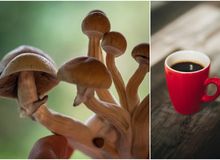 Microdosing en koffie (cafeïne): wel of geen goed idee?