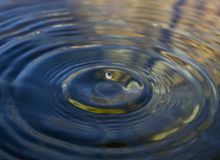 Shroom Drops and Microdosing