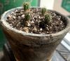 Microdose - San Pedro cactus Kweekset 'Trichoceureus Pachanoi'