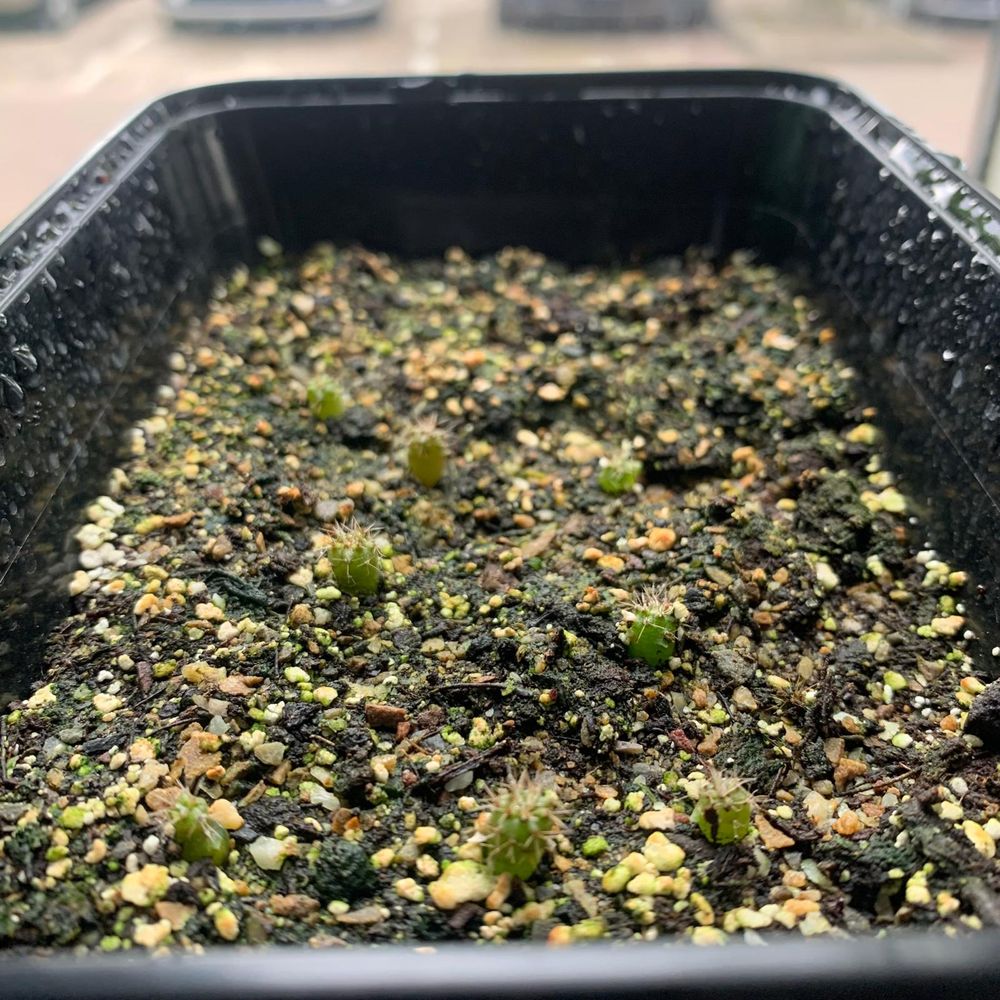 Microdose - San Pedro cactus Kweekset 'Trichoceureus Pachanoi'