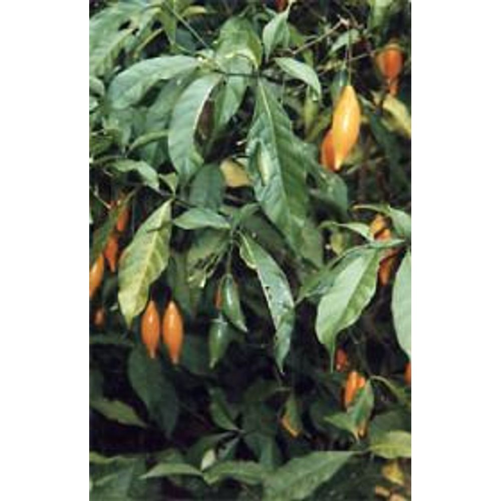 Microdose - Iboga 1:25 Extract Tincture &ndash; 5 ml