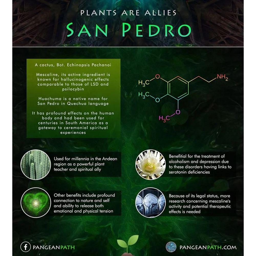 Microdose - San Pedro cactus (1 stuk) +-30cm