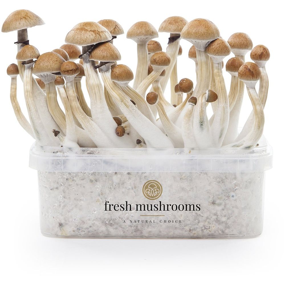 Microdose - 'Magic Mushrooms' Grow kit 