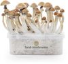 Microdose - 'Magic Mushrooms' Grow kit 