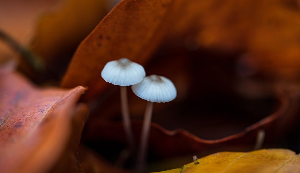 Does psilocybin contain anti-inflammatory properties?