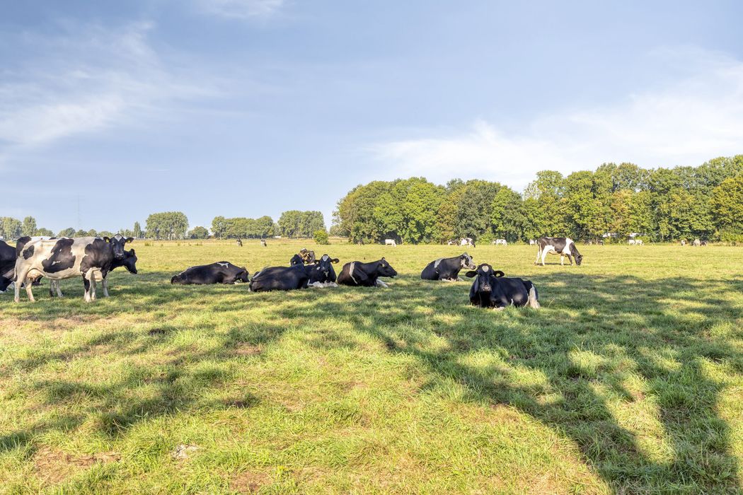 Burggraafstraat 1, HEENVLIET foto 25