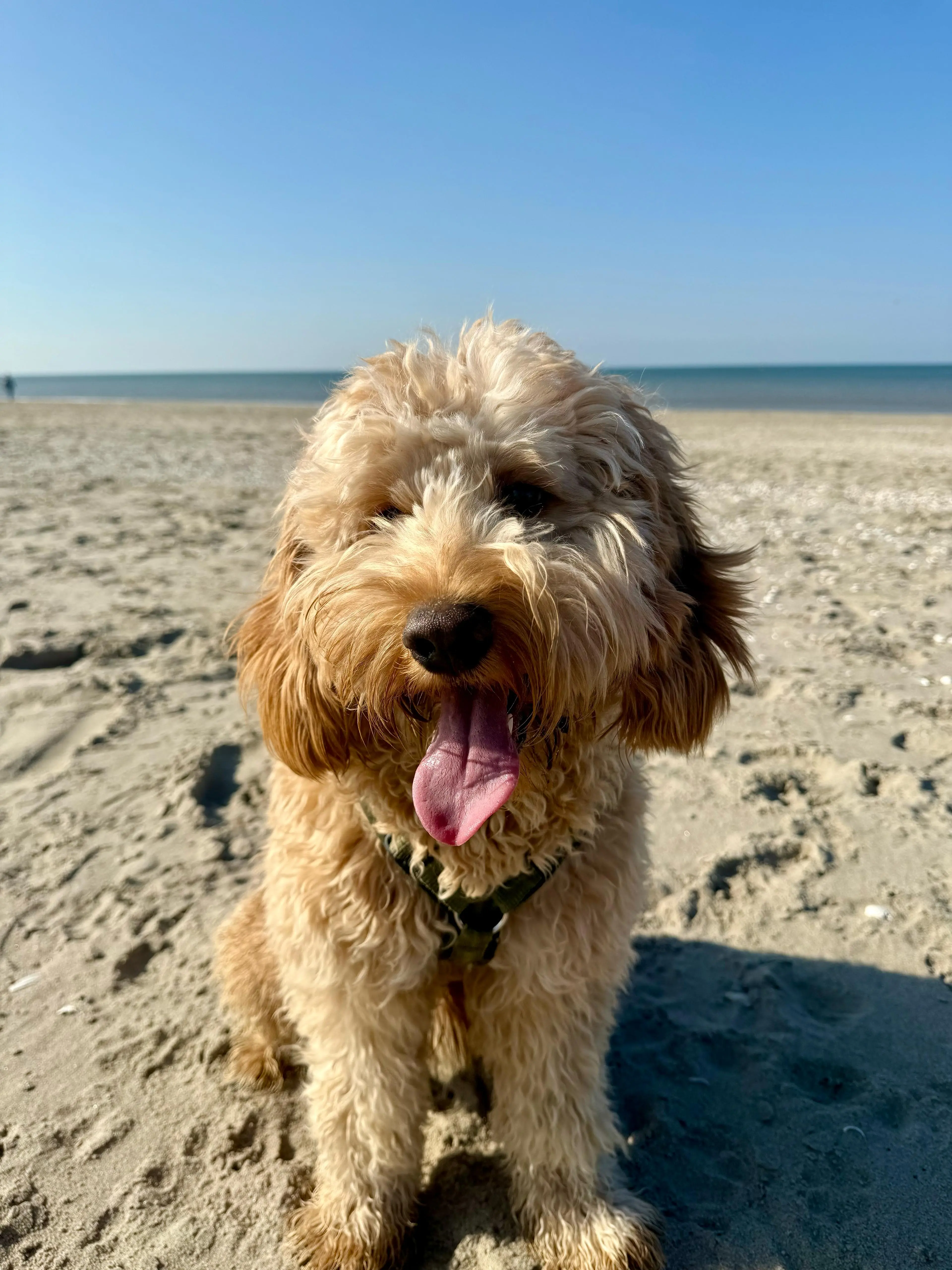 Ollie 