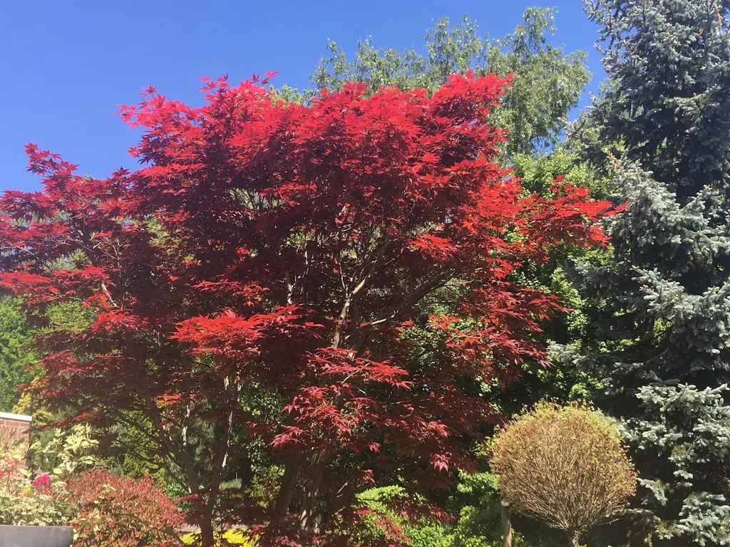 Boswinde 56, 'S-GRAVENHAGE